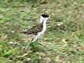 Young Masked Lapwing running