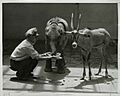 Zookeeper with baby animals, Brookfield Zoo, Brookfield, Illinois, 1940s (NBY 3103)