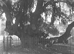 1910 detail, Trunk of Lover's Oak (cropped)