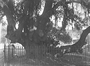 1910 detail, Trunk of Lover's Oak (cropped)