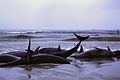 1986 beached whales in Flinders Bay (2)
