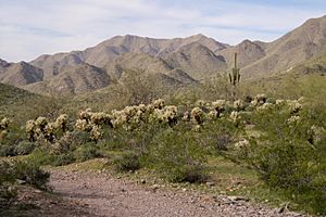 2010 Sonoran Desert 04