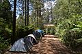 2014-01-04- Toolangi State Forest 600 2743 01