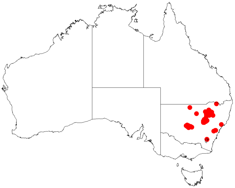 Acacia mariaeDistMap577