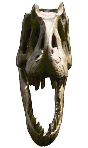 Allosaurus skull front