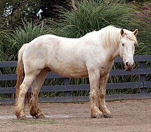 American Cream Draft Horse