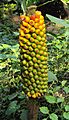 Amorphophallus Sylvaticus 01