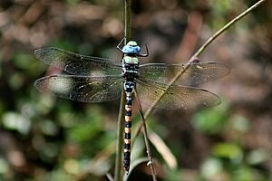 Anax immaculifrons Blue Darner from Valparai IMG 8478 a.jpg