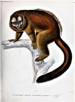 Aotus lemurinus