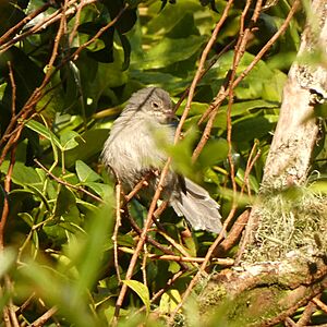 Apalis chirindensis 180954811.jpg