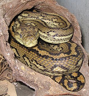 Australian-Carpet-Python