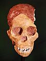 Australopithecus africanus Taung face (University of Zurich)