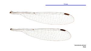 Austrolestes aleison male wings (34018143813) (2)