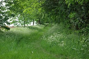 Aves Ditch - geograph.org.uk - 439089