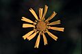 Balduina uniflora flower Photo credit Larry Allain, U.S. Geological Survey