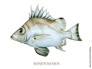 Banjofisch.jpg