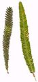 Banksia brownii leaf variations2