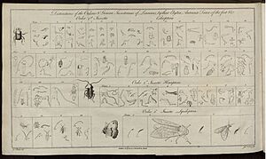 Barbut1781XXI