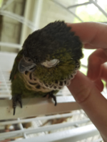 Black capped parakeet receiving scritches