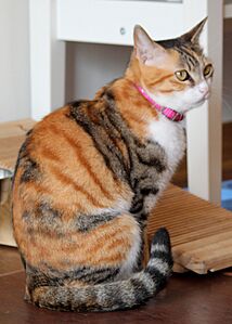 Black tortoiseshell tabby and white cat side (cropped)