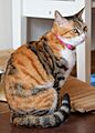 Black tortoiseshell tabby and white cat side (cropped)