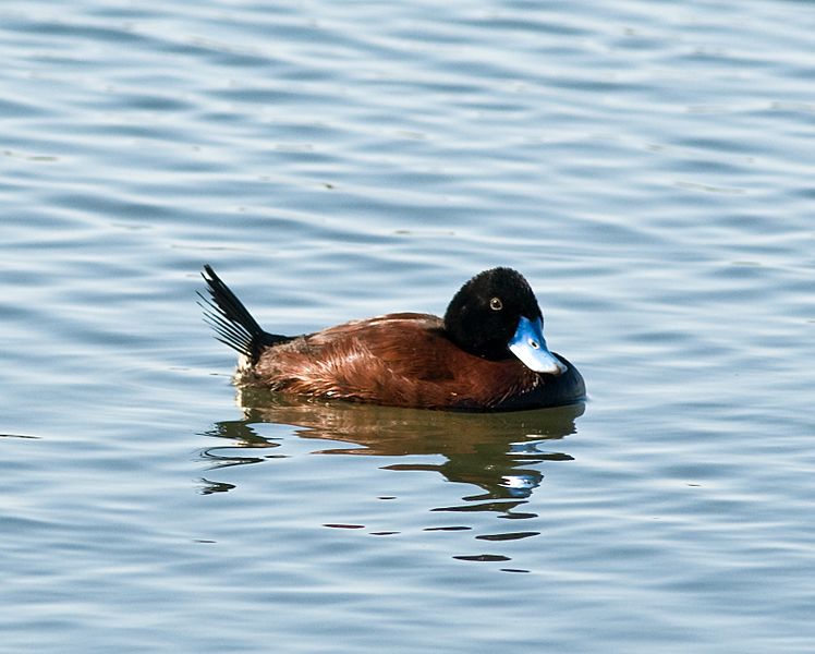 Blue-billed Duck male (1)