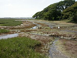 Boldre Foreshore, swans - geograph.org.uk - 1387677