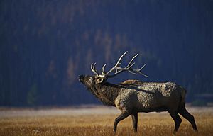 Bull elk bugling in the gibbon meadow in the yellowstone national park