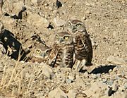 Burrowing Owl Family in Antioch