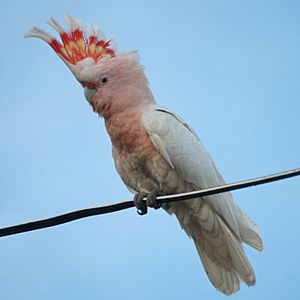 Cacatua leadbeateri -SW Queensland-8