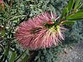 Callistemon 'Smoked Salmon' 6342
