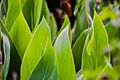 Canna Indica Leafs