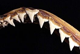 Carcharhinus melanopterus upper teeth