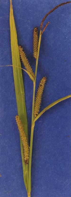 Carexamplifolia.jpg