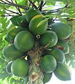 Carica papaya - papaya - var-tropical dwarf papaya - desc-fruit