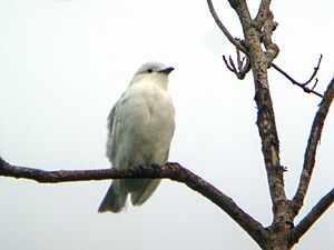 Carpodectes hopkei - Black-tipped Cotinga.jpg