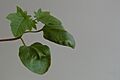 Castor bean young with teething leaves