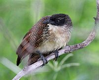 Centropus cupreicaudus subsp cupreicaudus, juv, Muhango-wildpark, Birding Weto, a