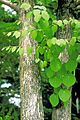 Cercidiphyllum japonicum
