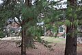 Chimney Rock Farmhouse through tree