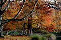 Christchurch Botanic Gardens, 2008