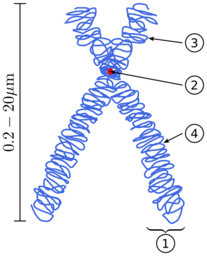 Chromosome