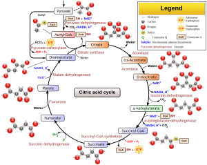 Citric acid cycle with aconitate 2