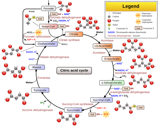 Citric acid cycle with aconitate 2