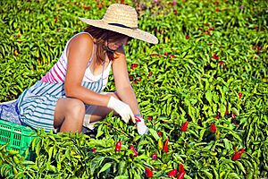 Collita Tap de Corti