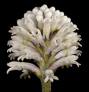 Conospermum huegelii - Flickr - Kevin Thiele.jpg