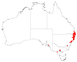 CordylinestrictaDistributionMap.png