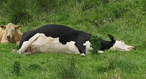 Cow lying on side
