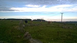 Stone circle with ominous cows