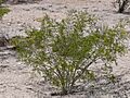 Creosote Larrea tridentata